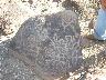     10_08_07 011.jpg - Petroglyph, panel 1 (Feature 7) at site AZ T:4:293(ASM)
        Oct 8, 2007
