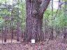     32_44TS0861_44CE0084_LargeOakTree_10Sep2008_FacingWest.tif - 44CE0084, Large Oak Tree, Facing West, Fort A.P. Hill, Caroline County, Virginia
        Sep 10, 2008
