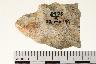     001-038.1a.JPG - Projectile point, from site 12MO199
        
