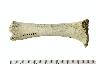     001-003.1a.JPG - Unmodified bone, Not Given, from site 22TS632
        
