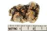     008-241.1a.JPG - Tooth, Sus scrofa, molar 3, from site 46CB41
        
