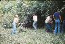     1977_clearing.jpg 
        
