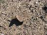     IMG_1380.JPG - Trough metate fragment at AZ T:3:108(ASM)
        Dec 10, 2008
