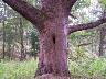     04_44CE0573_LargePoplarTree_10Sep2008_FacingEast.tif - 44CE0573, Large Poplar Tree, Facing East, Fort A. P. Hill, Caroline County, Virginia
        Sep 10, 2008
