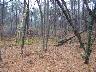     010_44CE0469_ViewEastFromFoundation_22Nov2006_FacingEast.tif - 44CE0469, View East from Foundation, Facing East, Fort A. P. Hill, Caroline County, Virginia
        Nov 22, 2006
