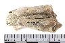     013-035.1a.JPG - Tooth, 5-26 20, 83-267, bovine tooth, from site 12HU746
        
