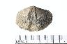     001-2441.1a.JPG - Unmodified stone, Fossil, from site 12WB116
        
