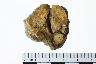     001-2616.1a.JPG - Bone, Complete astragulus, from site 12WB116
        
