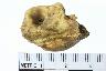     001-2619.1a.JPG - Bone, Petrous part of the temporal bone, from site 12WB116
        
