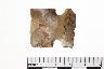     001-021.1a.JPG - Projectile point, Raopataz side notched, from site 12HU1305
        
