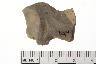     001-039.1a.JPG - Projectile point, from site 12MO133
        
