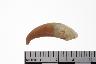     004-005.1a.JPG - Tooth, Canine, from site 12OR10
        
