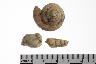     004-012.1a.JPG - Unmodified, 8 Fragments, 4 whole, from site 12OR10
        
