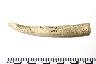     067-005.1a.JPG - MODIFIED ANTLER, USE-WEAR ON TIP, POSSIBLE FLAKING TOOL, from site 1WX15
        
