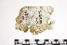     179-238.1a.JPG - MICA, ALSO MARKED AS FIELD SPECIMEN 1024, from site 1WX1
        
