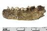     069-094.1a.JPG - Unmodified bone, Faunal-bone", "38, from site 23MC369
        
