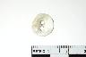     007-043.1a.JPG - Button, Historic, from site 23MC139
        
