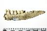     001-083.1a.JPG - Bone, Mandible with teeth, from site 23CL223
        

