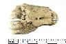     002-011.1a.JPG - Unmodified bone, ID bone, from site 23JA143
        

