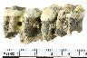     002-032.1a.JPG - Unmodified bone, Frags, from site 23JA143
        
