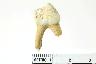     012-116.1a.JPG - Tooth, Unwkbone, deer tooth, from site 23JA238
        
