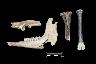 Noxon Tenancy Site [7NC-F-133]: Caprine Faunal Specimen Recovered from Feature...