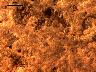 Basalt/andesite - 2. Natural, unused surfaces (photomicrographs)