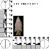 Coal Creek Research, Colorado Projectile Point, 5_FR_0080200_0009