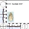     5_MO_0440100_0347-M1.png - Coal Creek Research, Colorado Projectile Point, 5_MO_0440100_0347 (potential grid: #215, Sanborn Park)
        
