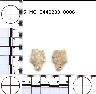 Coal Creek Research, Colorado Projectile Point, 5_MO_0440200_0008 (potential grid: #278, Government...