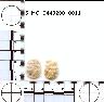 Coal Creek Research, Colorado Projectile Point, 5_MO_0440200_0011 (potential grid: #278, Government...