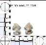 Coal Creek Research, Colorado Projectile Point, 5_MO_0460100_0026