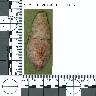 Coal Creek Research, Colorado Projectile Point, 5_MO_0520100_F2C_0056 (potential grid: #340, Grizzly...