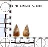     5_MO_0670100_F4_0022-M1.png - Coal Creek Research, Colorado Projectile Point, 5_MO_0670100_F4_0022 (potential grid: #858, Sand Camp)
        
