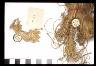     amnh-29-0-5279_5278a.jpg - Perishable: Knotted Cordage AMNH 29.0/5279 and 5278
        
