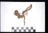     amnh-29-0-7603a.jpg - Perishable: Yucca Cordage AMNH 29.0/7603
        
