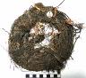     amnh-29-0-9485a.jpg - Perishable: Yucca Coil AMNH 29.0/9485
        
